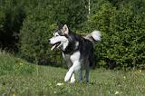 ALASKAN MALAMUTE 375